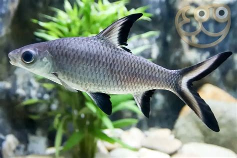 baka shark|Bala Shark Fish Species Profile .